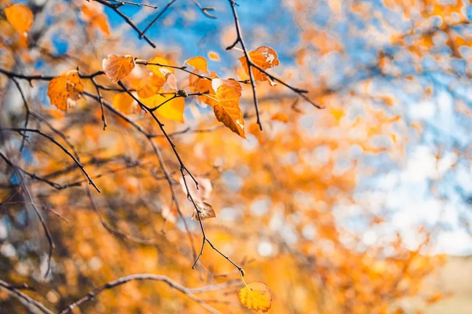 【研学】【跟着季节去研学】寻访洛书、问竹探秋一日研学营