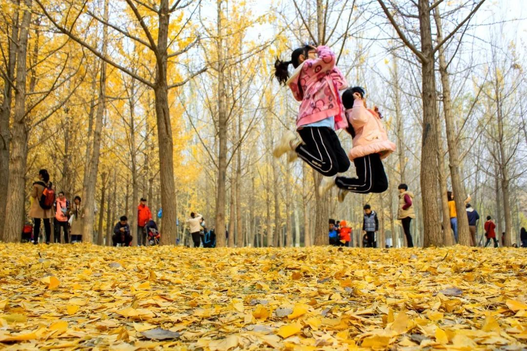 【研学】【研书房赏秋】&ldquo;抓住秋天的尾巴，去乡间耍吧&rdquo;亲子自驾之旅